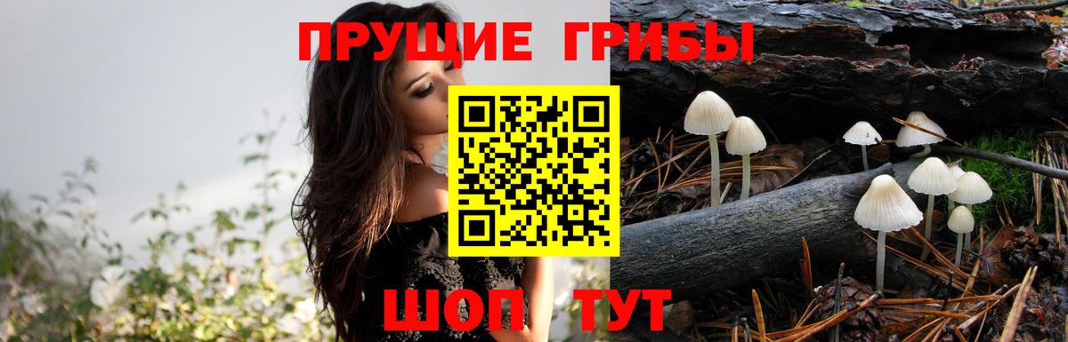 Псилоцибиновые грибы мицелий Ачхой-Мартан